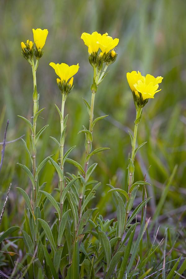 Yellow Flax Linum Flower