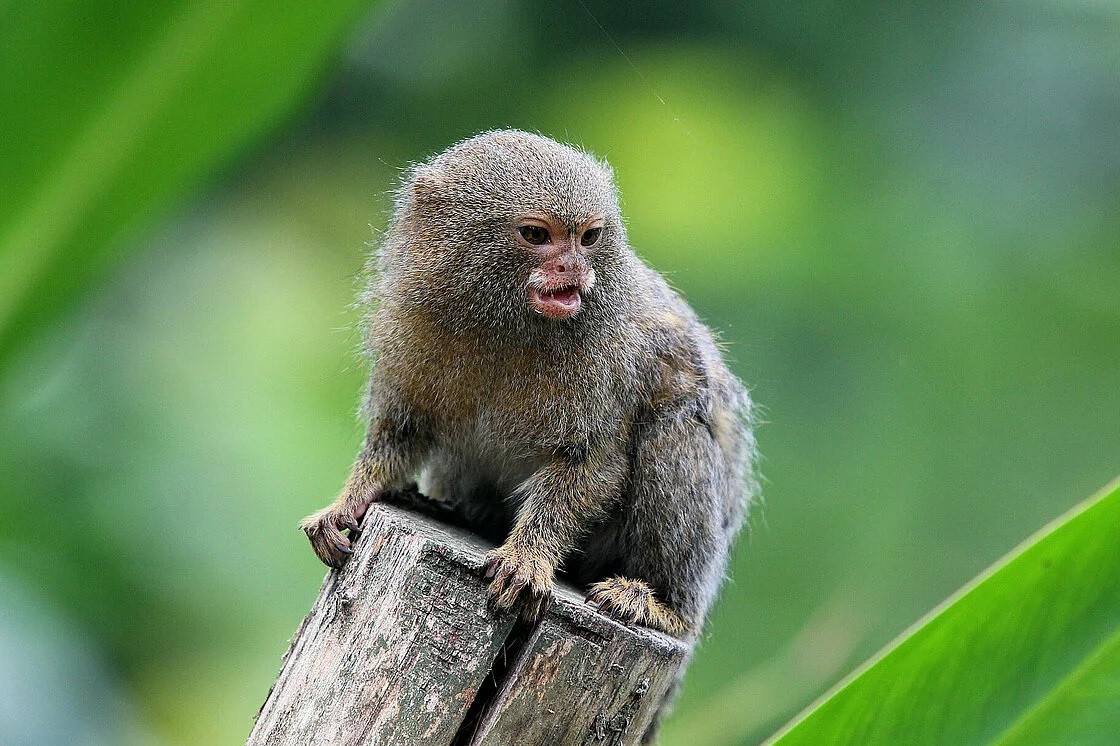Animal Pygmy Marmoset Monkey Fotos