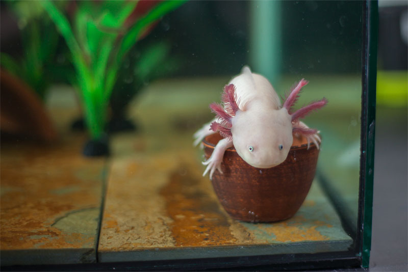 Axolotl In Aquarium Images