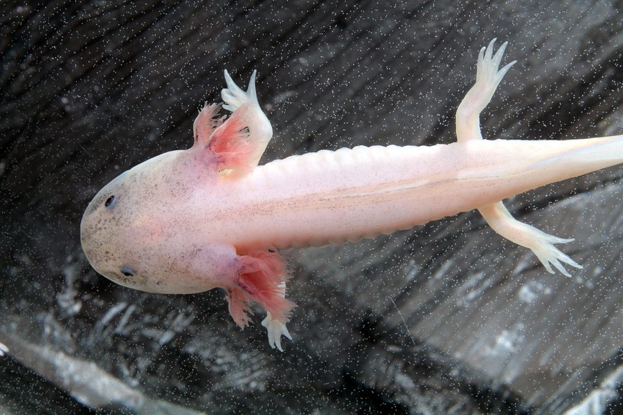Axolotl Photos