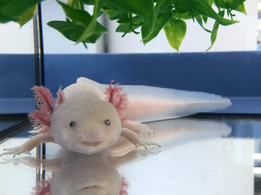 Beautiful Axolotl Pictures