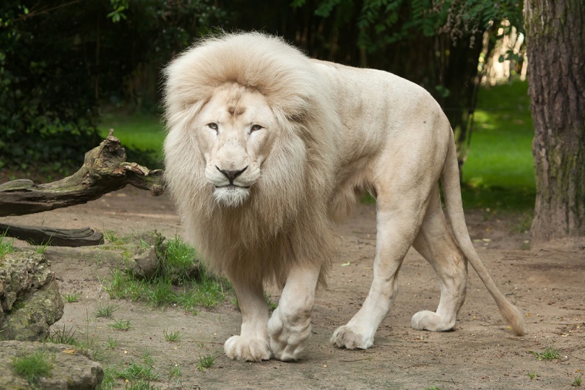 Beautiful White Lion Male
