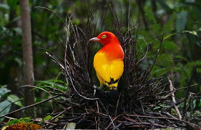 Colorful Flame Bowerbird Pics