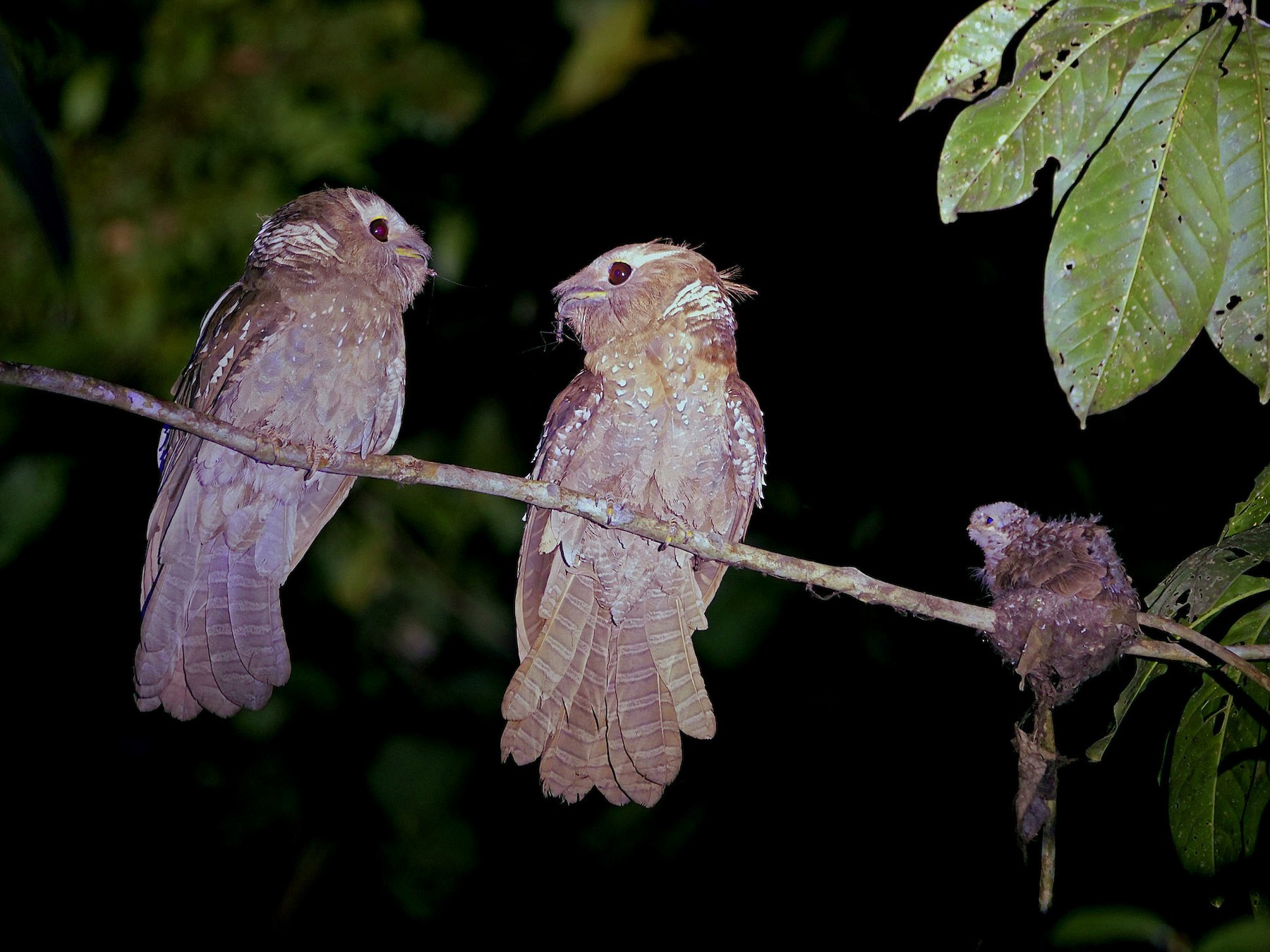 Couple Bird Large Frogmouth Images