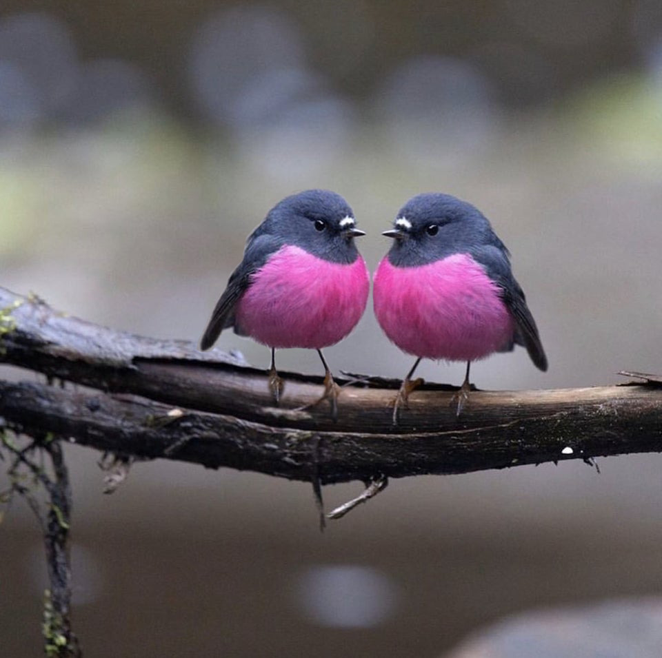 Couple Pink Robin Bird Fotos