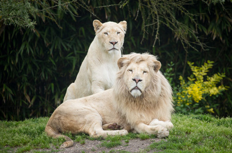 Couple White Lion Images