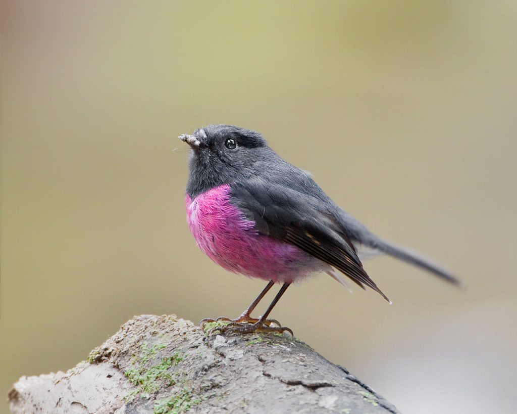 Cute Bird Pink Robin Images