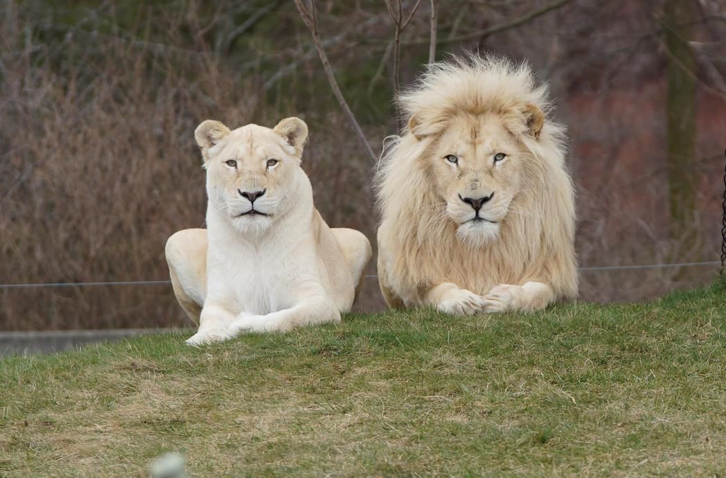 Cute Couple White Lion Fotos