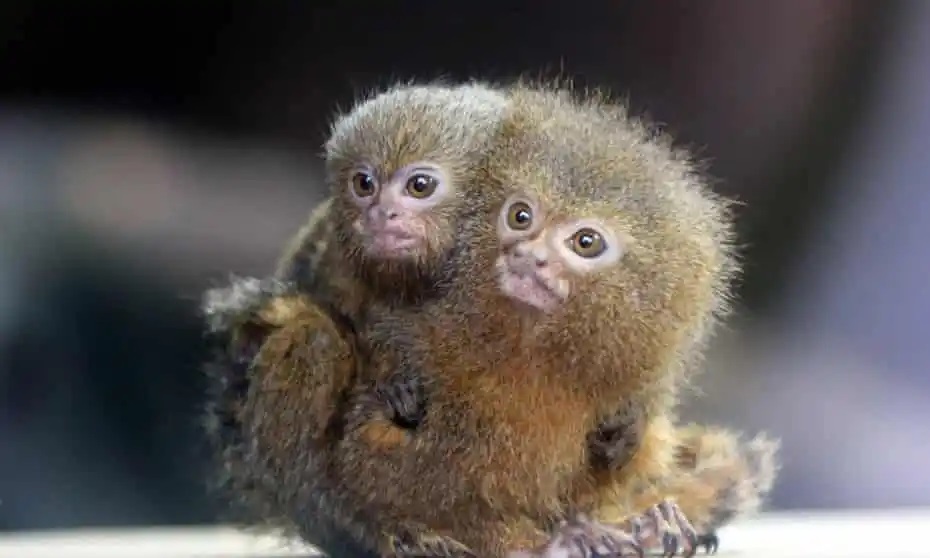 Cute Mother And Baby Pygmy Marmoset Monkey