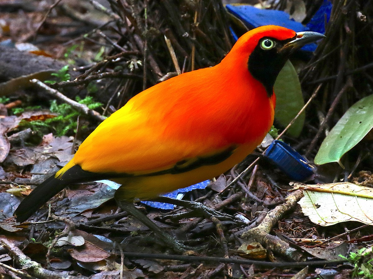 Flame Bowerbird Cute Images
