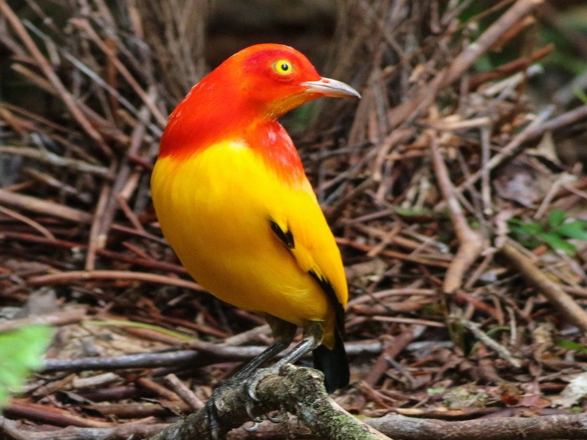 Flame Bowerbird Pictures