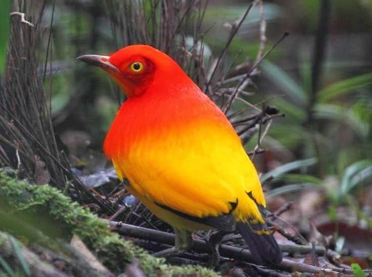 Flame Bowerbird Unseen Pictures