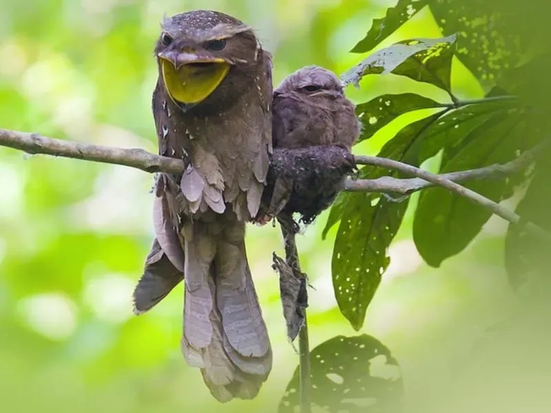 Large Frogmouth Unseen Pictures