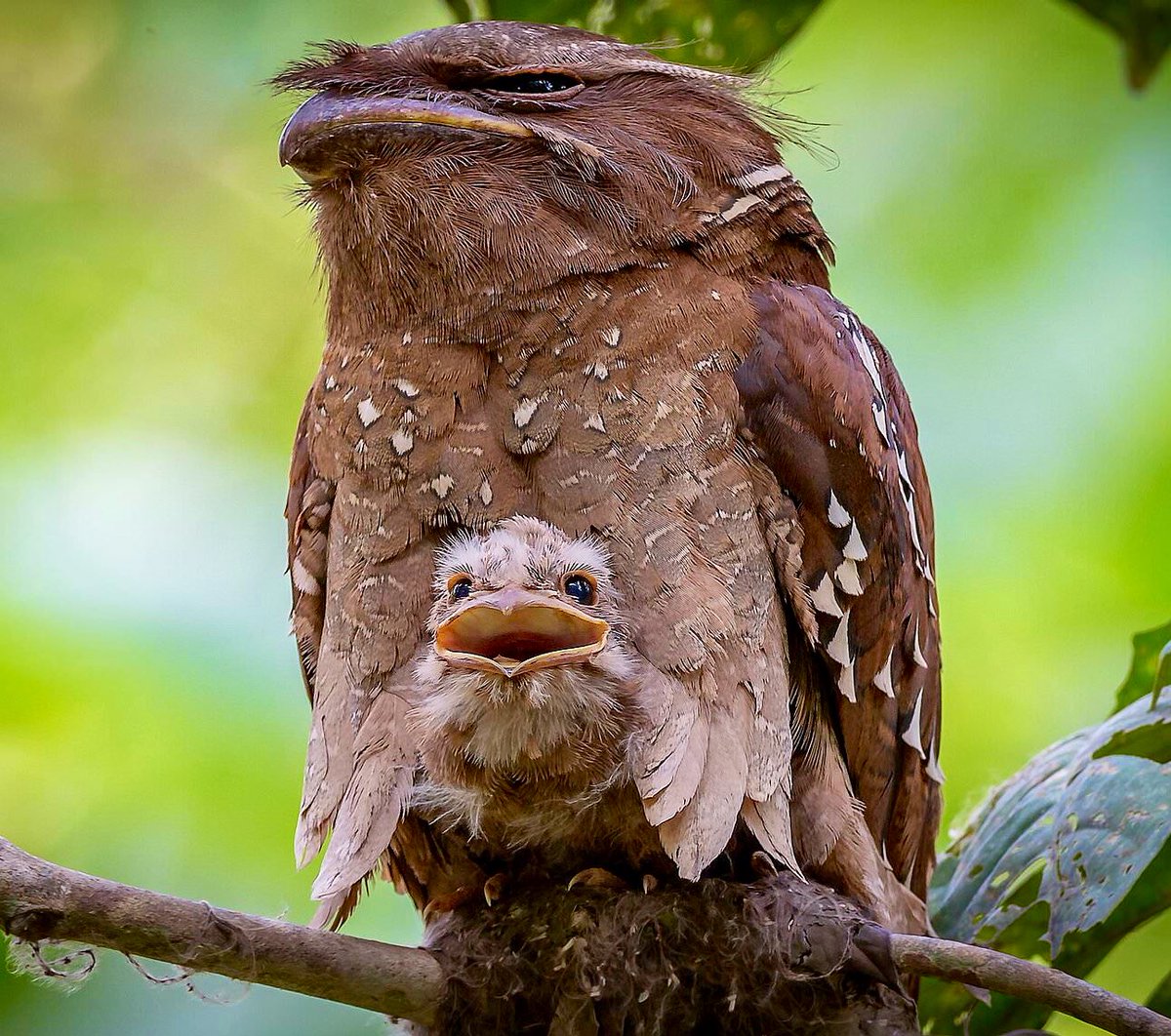 Large Frogmouth With Baby Bird Pics