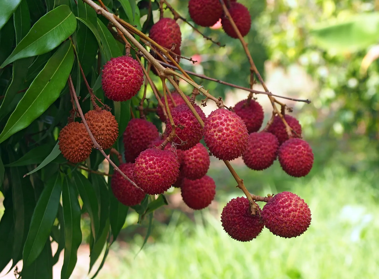 Lychee Fruit Tree Nature Photos