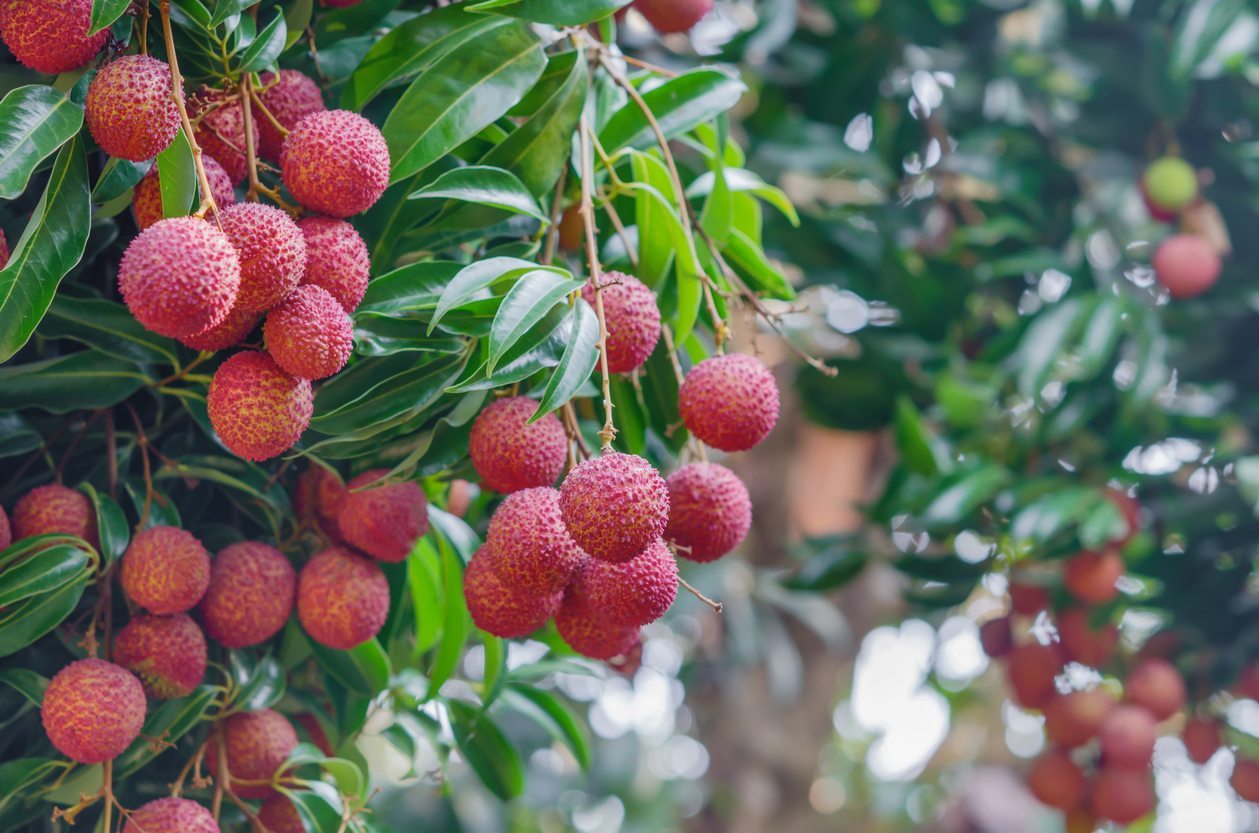Lychee Tree Pictures