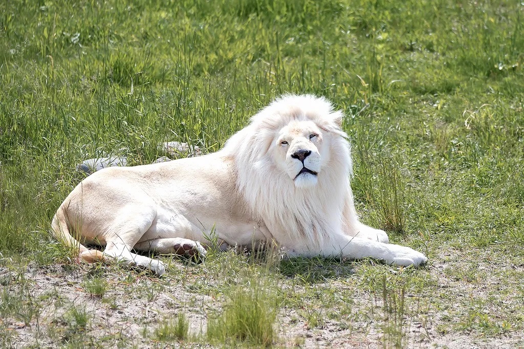 Male White Lion Rest In Grass