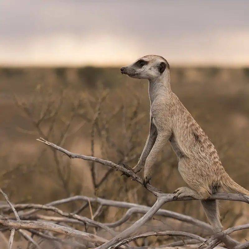 Meerkat Beautiful Pics