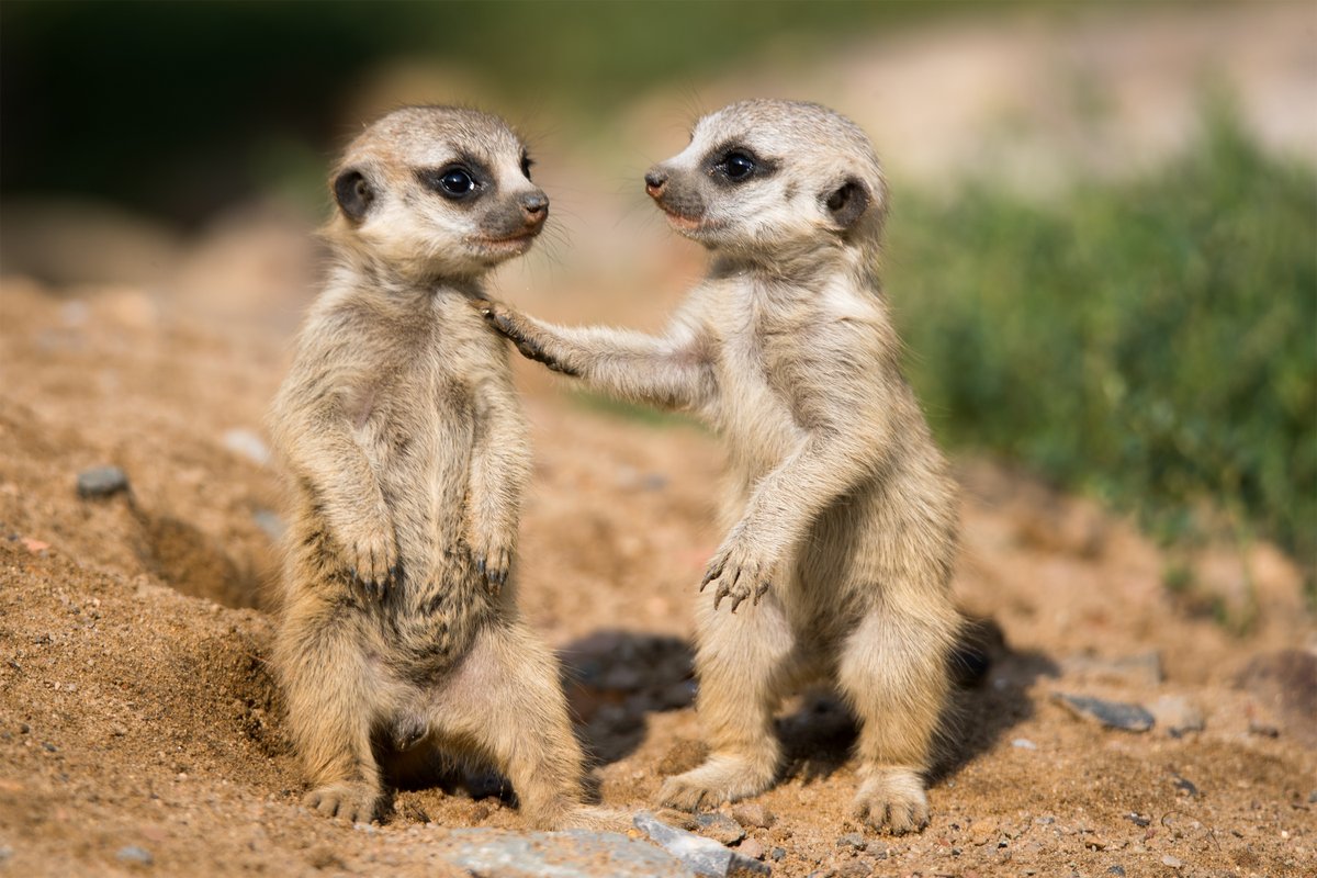 Meerkat Cute Pictures