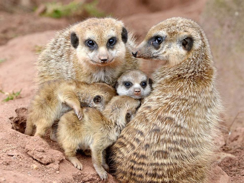 Mother Meerkat With Baby Meerkat