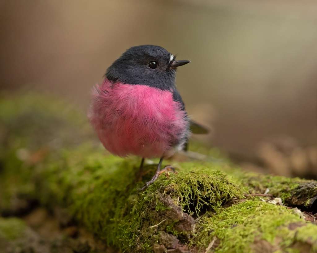 Nature Bird Pink Robin