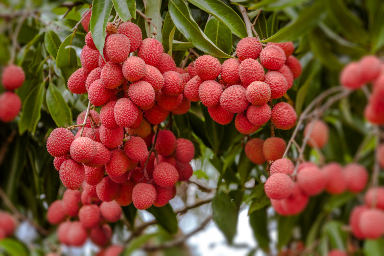 Nature Fruit Lychee