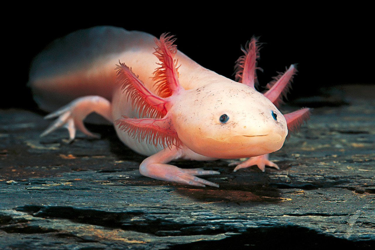 Pink Axolotl Pics