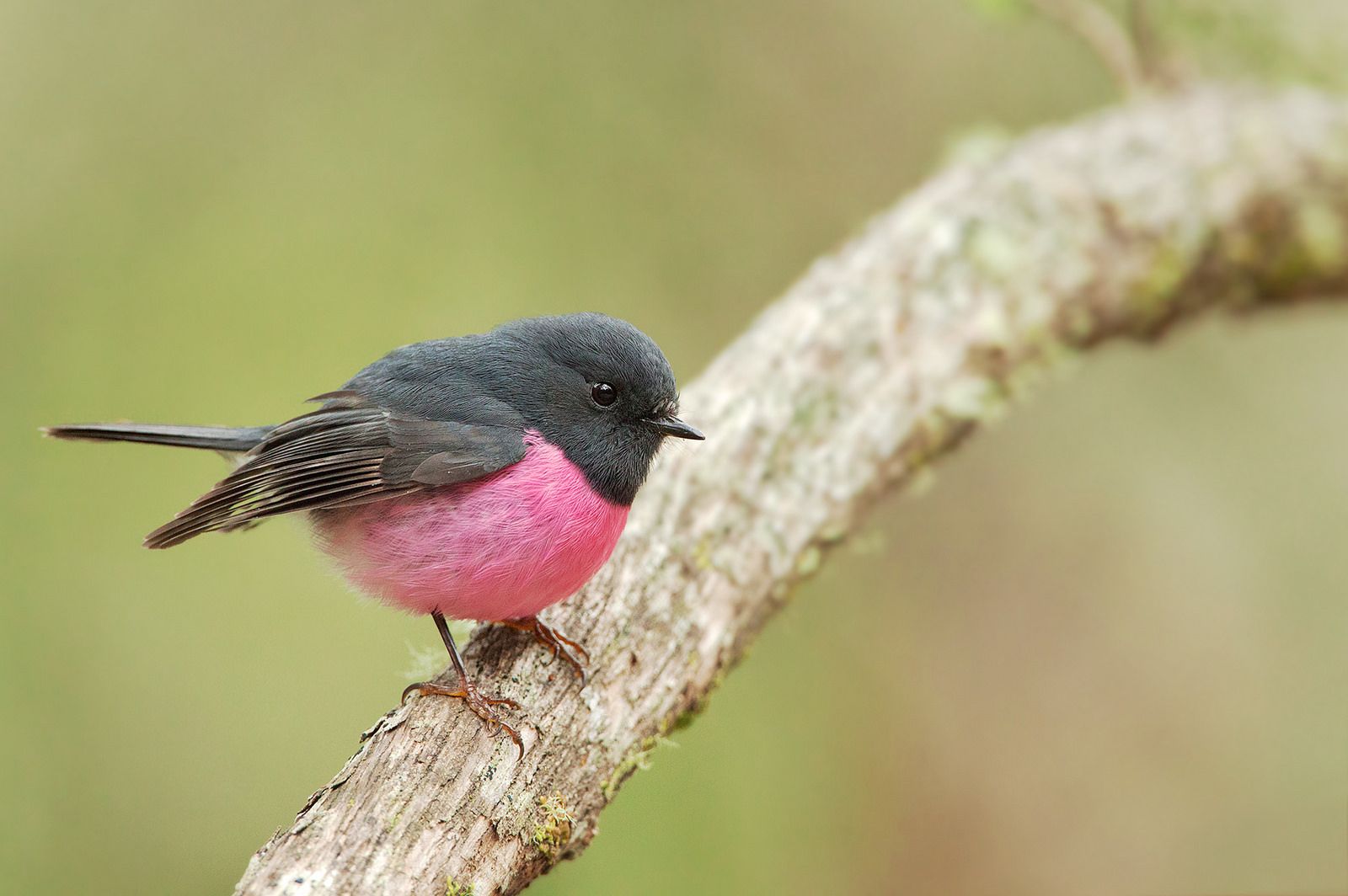 Pink Robin Beautiful Pictures