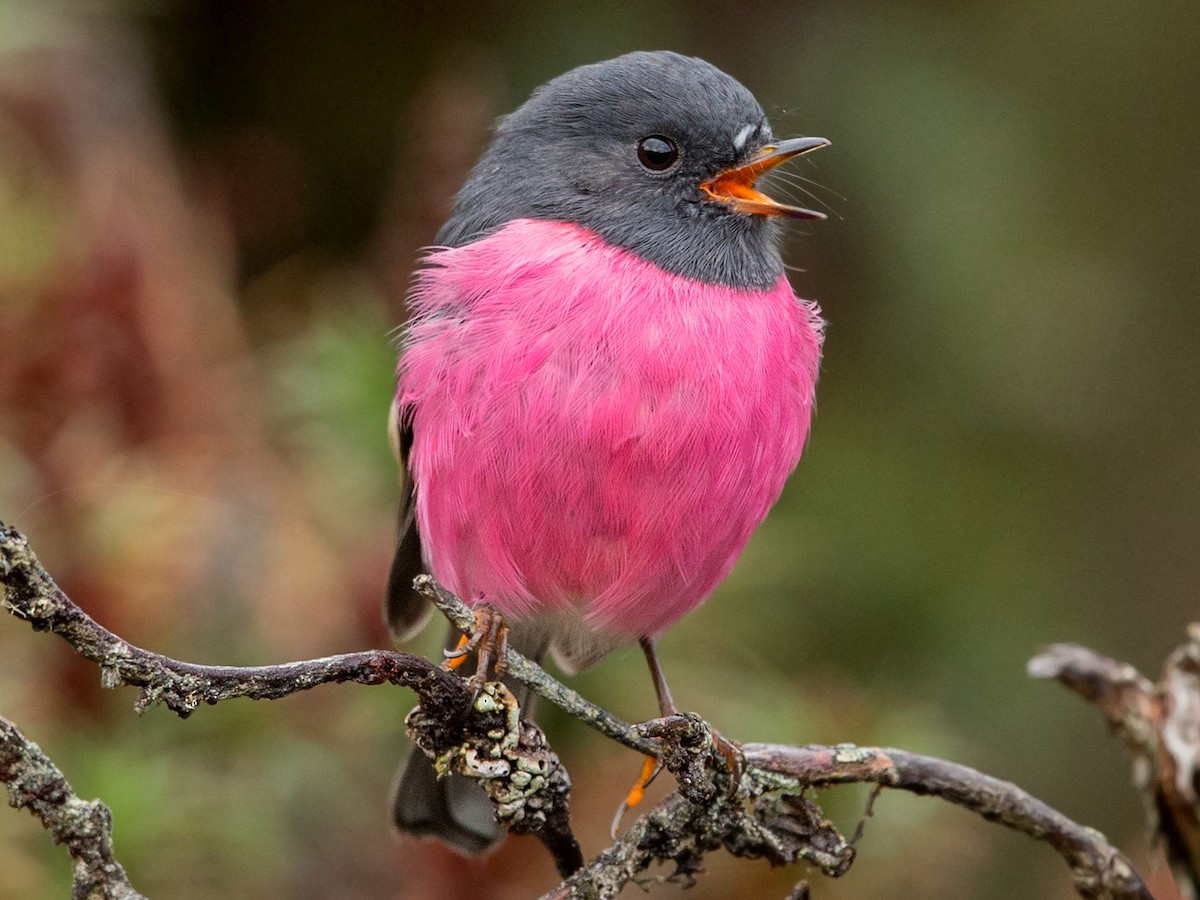 Pink Robin Pictures