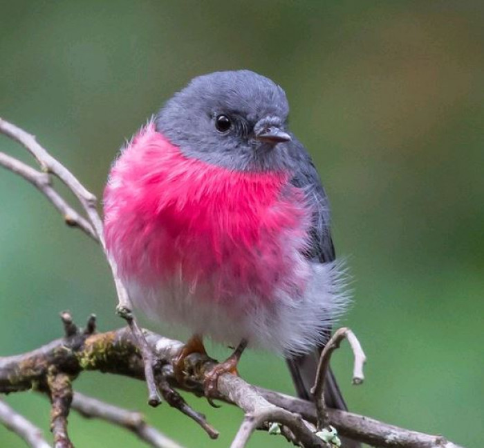 Preety Bird Pink Robin Pics