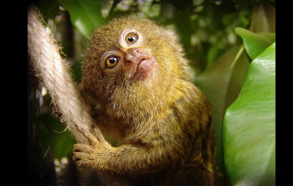 Pygmy Marmoset Monkey Beautiful Images