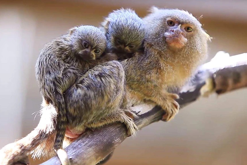 Pygmy Marmoset Monkey Photos