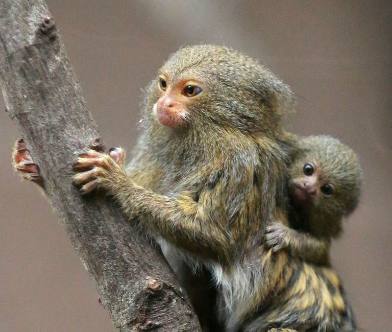 Pygmy Marmoset Monkey Pictures