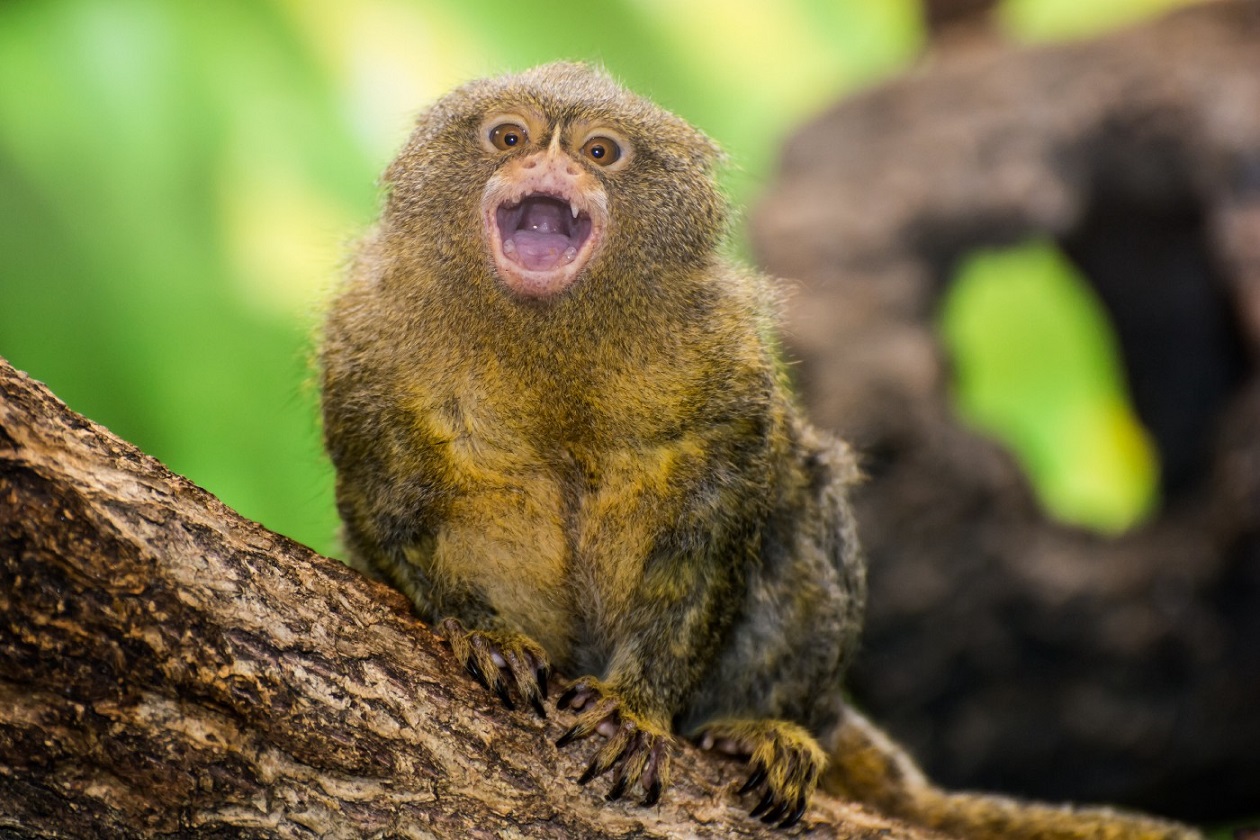 Pygmy Marmoset Monkey Rare Stills