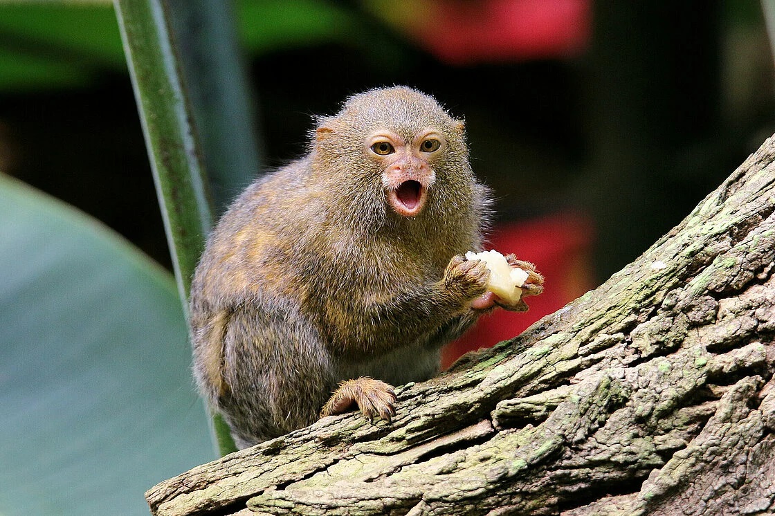 Pygmy Marmoset Small Monkey Eating Food Pics