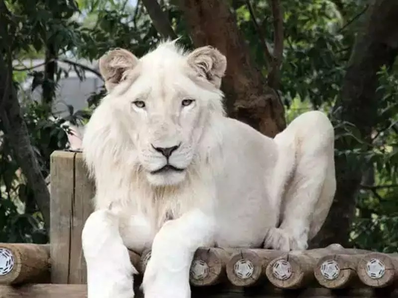 Rare White Lion Gallery