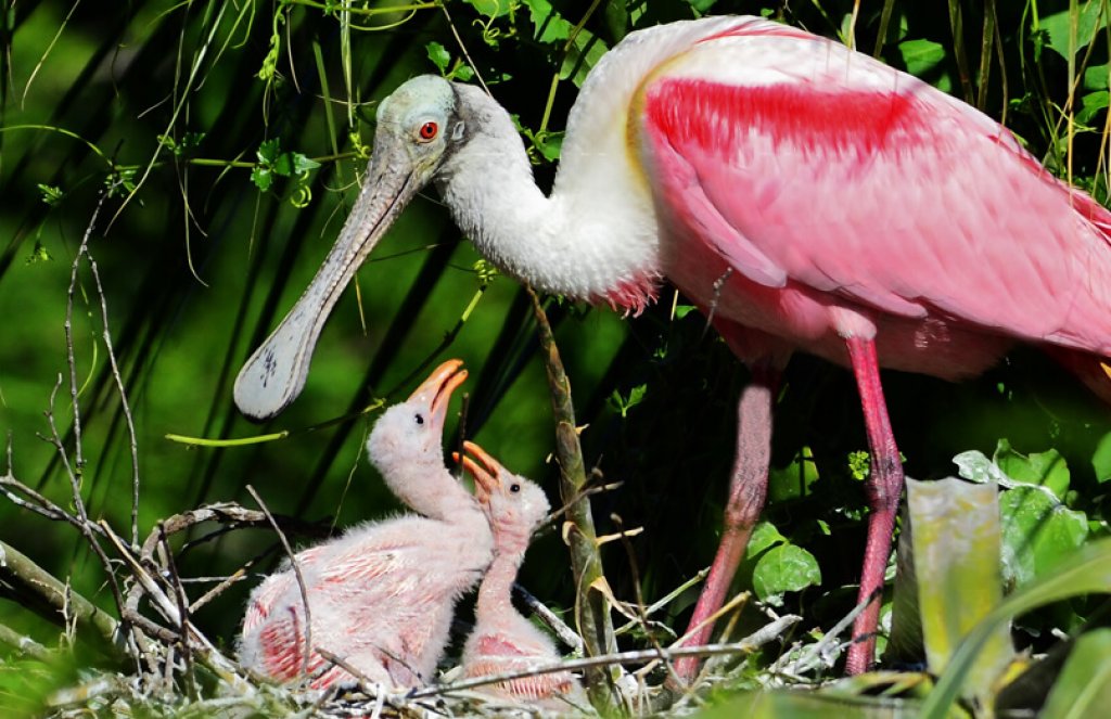 Roseate Spoonbill At Nest