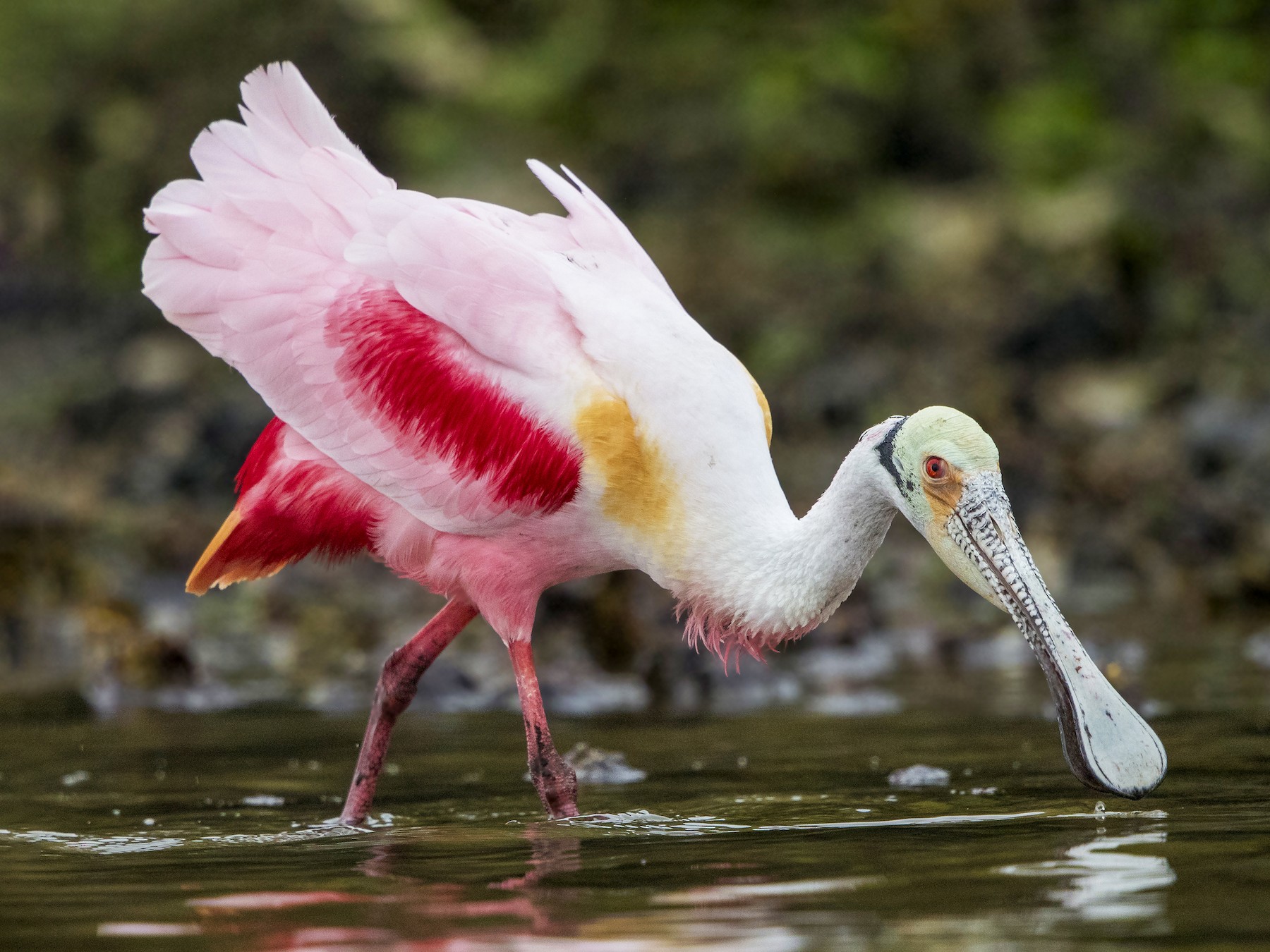 Roseate Spoonbill Pink Bird