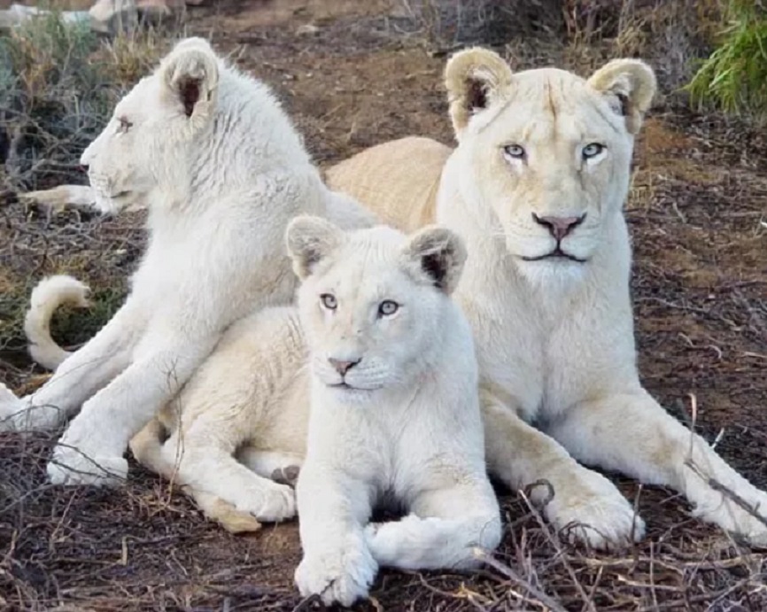 Three Beautiful White Lion Stills