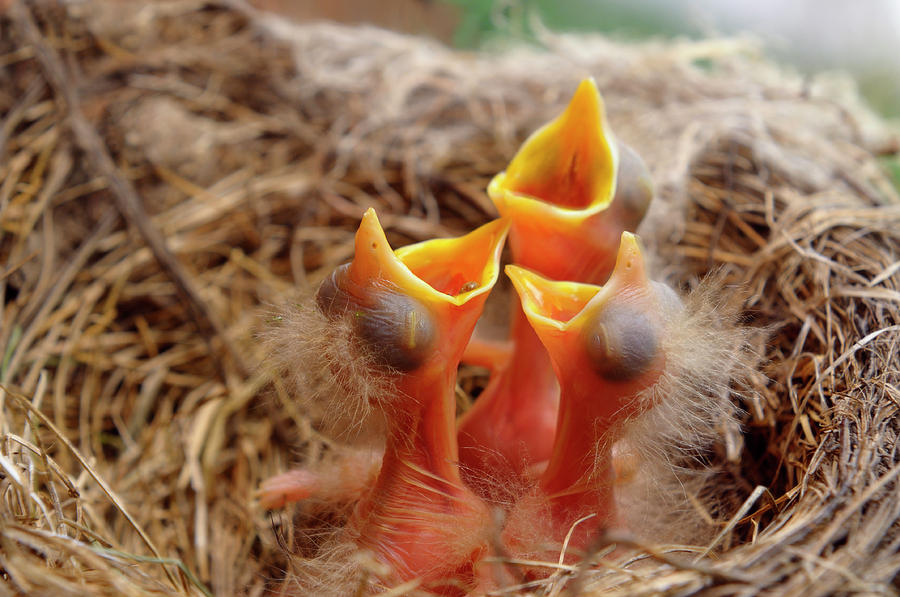 Three Blind Robin Chicks In Nest Photos
