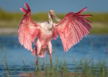 Roseate Spoonbill Pink Bird Pictures