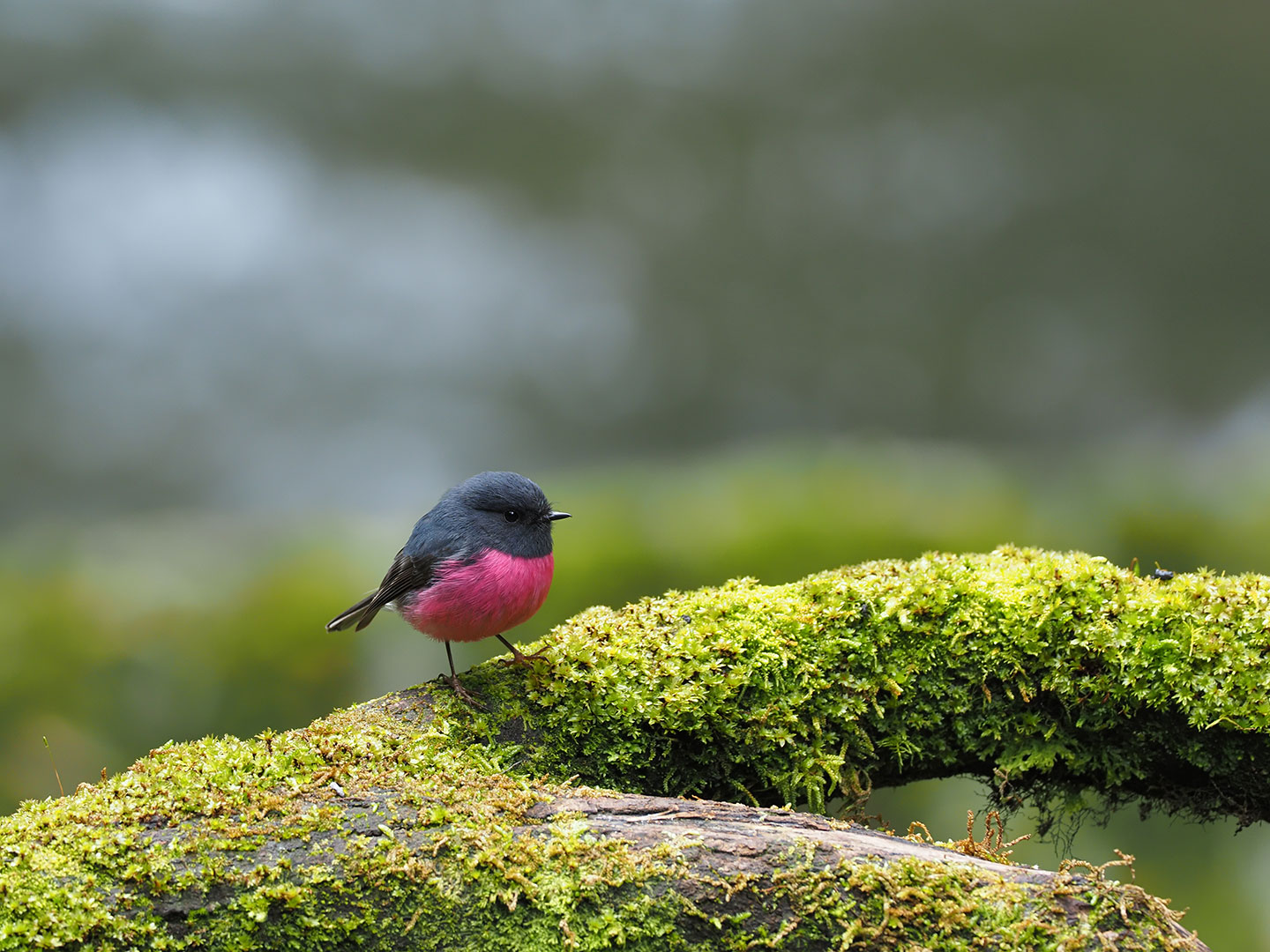 Tinny Bird Pink Robin Fotos