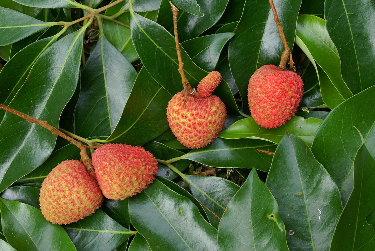 Twin Lychees Rare Images