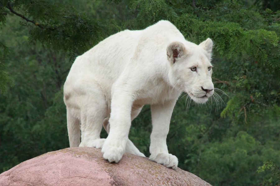 White Female Lion Pictures