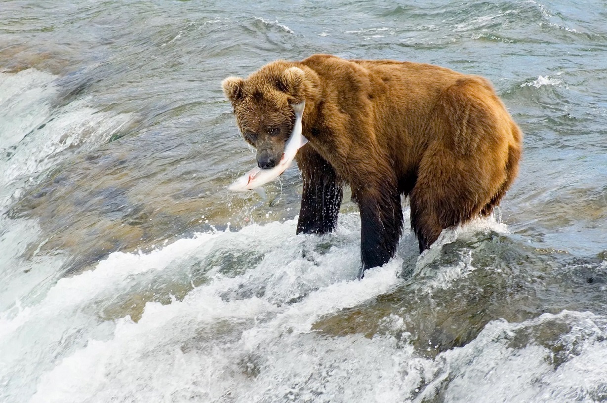 Alaska Brown Bear Hunting Fish