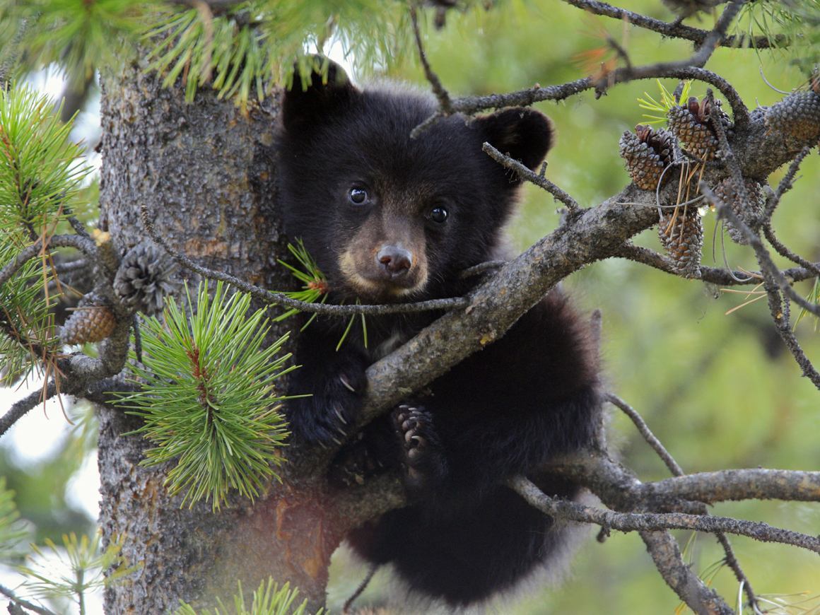 Beautiful Black Bear Cub Wallpaper