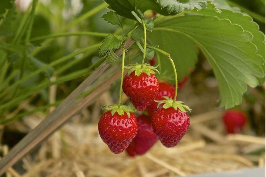Beautiful Fruit Strawberry Fruit Pics
