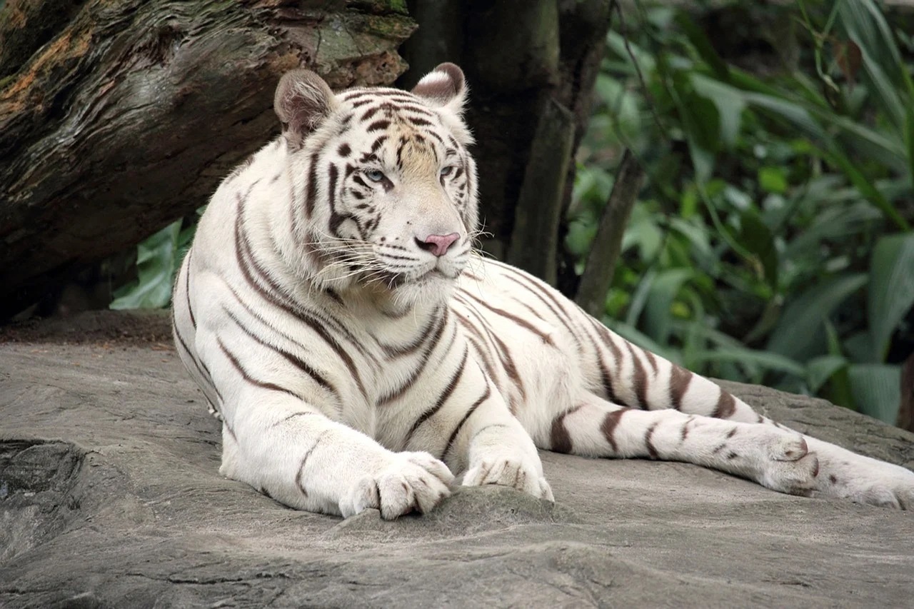 Beautiful White Tiger Pictures