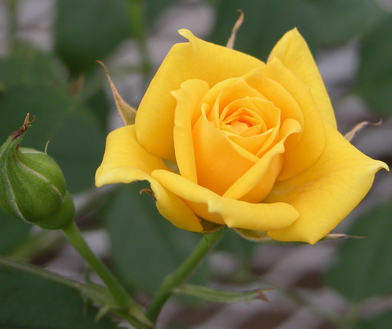 Beautiful Yellow Rose Pictures
