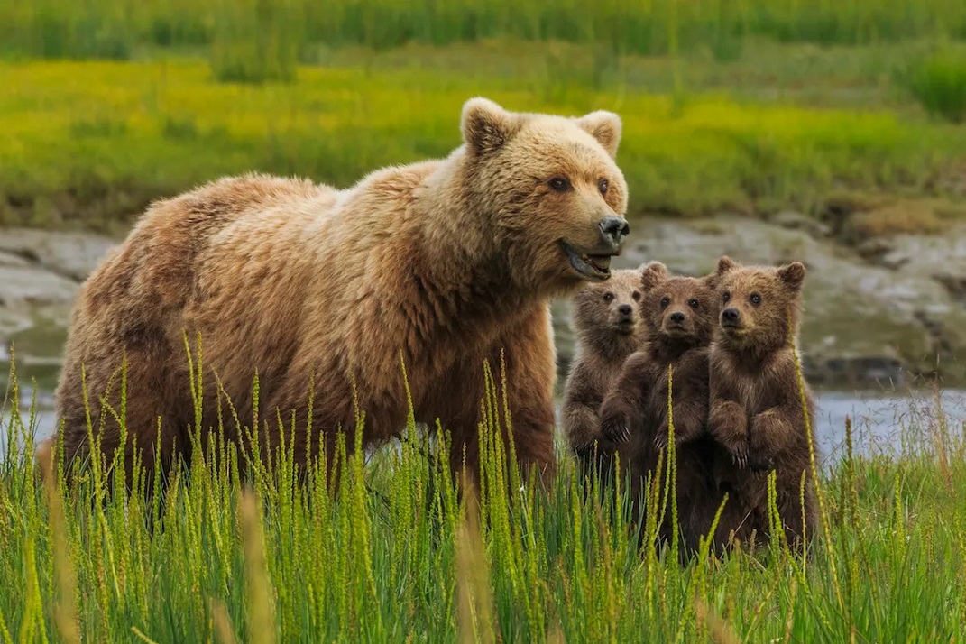 Brown Bear With Cubs Pics